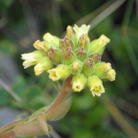 Jovibarba sp. (Crassulaceae) - presso Sofia (Bulgaria)