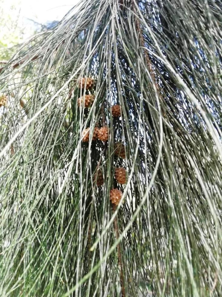 Casuarina sp. (Casuarinaceae)