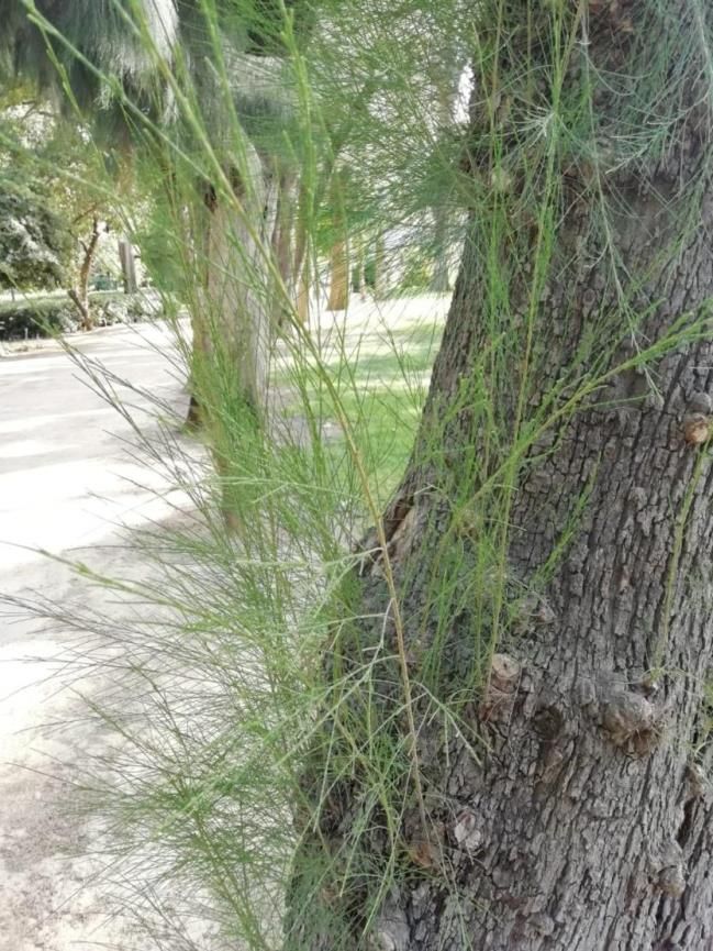 Casuarina sp. (Casuarinaceae)