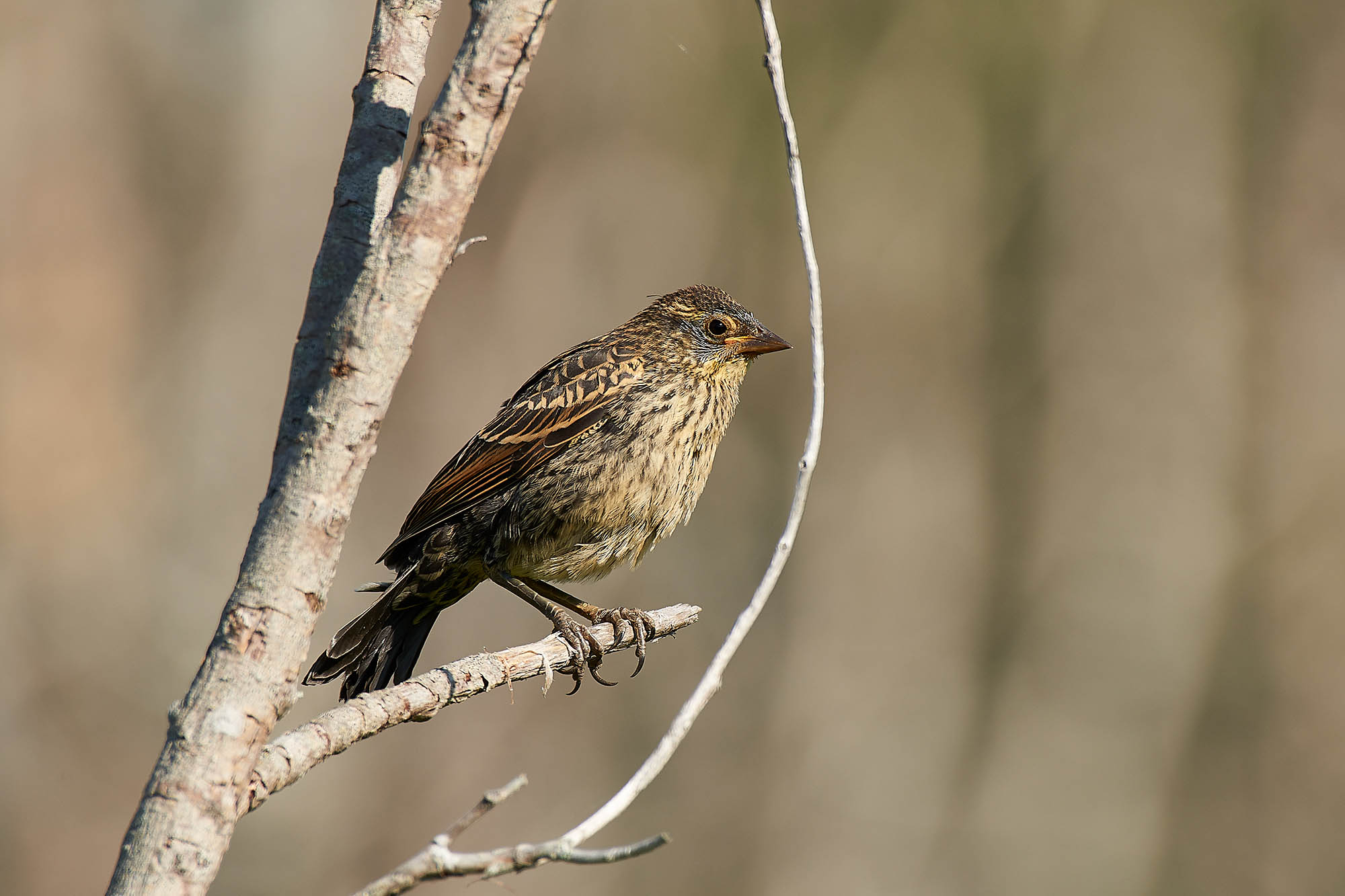 Agelaius phoeniceus (Icteridae), giovane o femmina