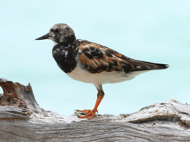 Tre uccelli delle Seychelles da id