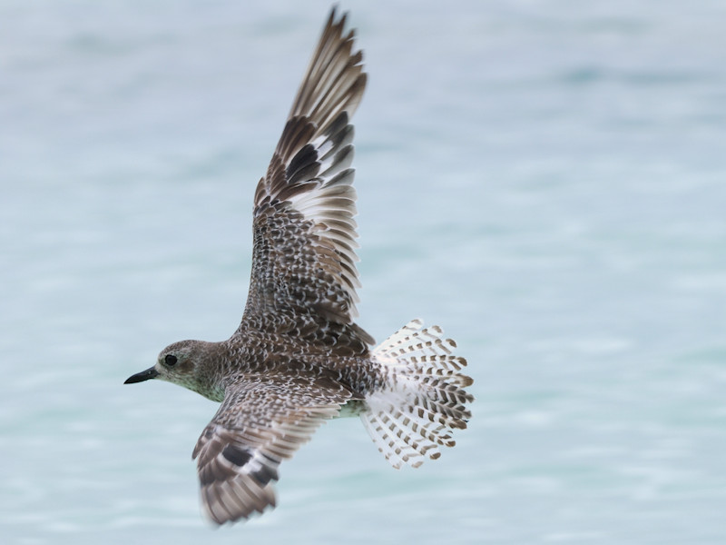 Tre uccelli delle Seychelles da id