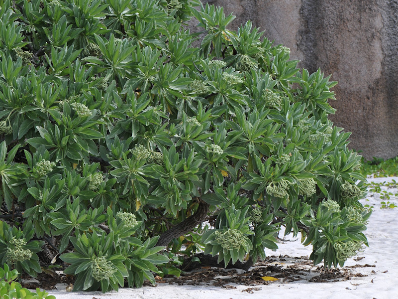 Heliotropium foertherianum (Boraginaceae)  - Mauritius