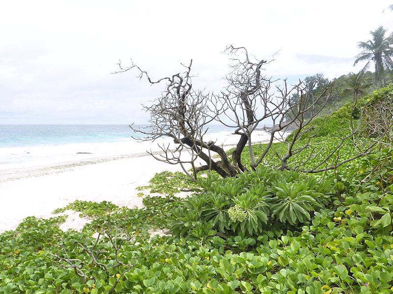 Heliotropium foertherianum (Boraginaceae)  - Mauritius