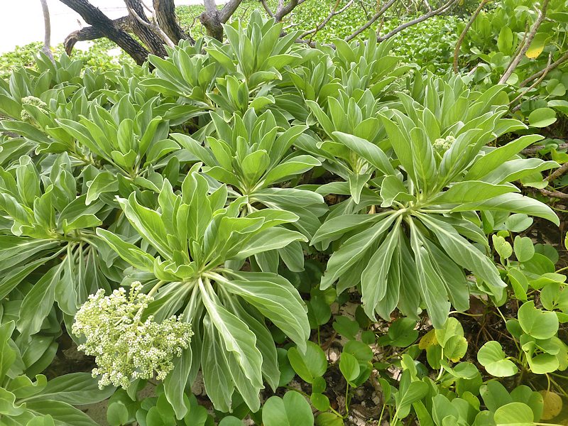 Heliotropium foertherianum (Boraginaceae)  - Mauritius