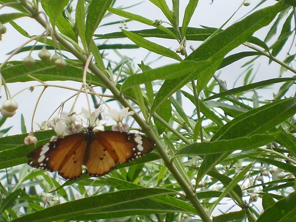 Farfalle della Thailandia