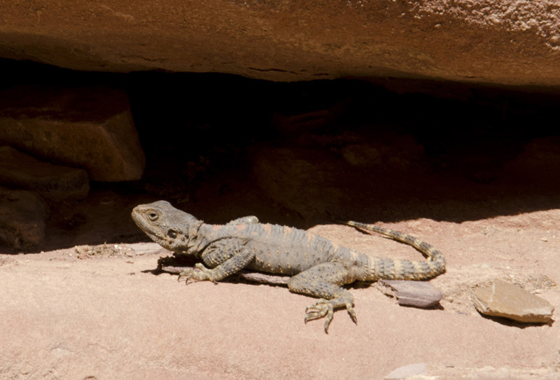 Giordania: Laudaki stellio brachydactyla