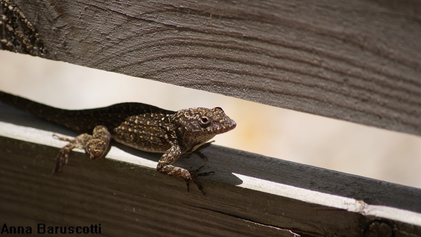 Animali dalla Florida