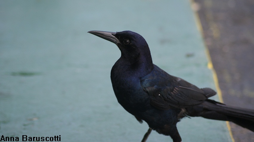 Animali dalla Florida