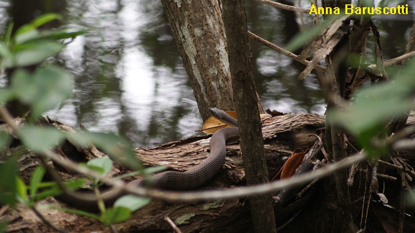 Animali dalla Florida