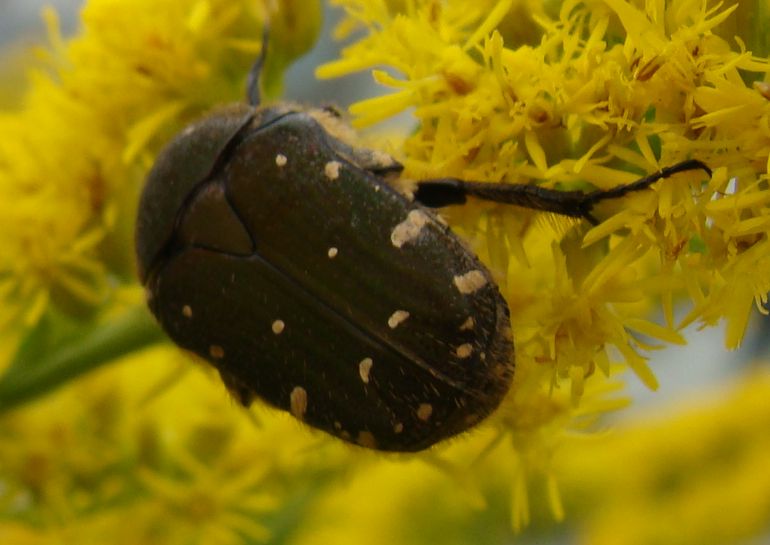 insetti dal Giappone