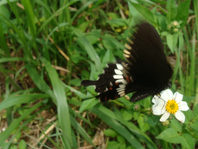 Farfalla di okinawa:  Papilio polytes, femmina