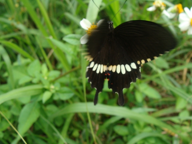 Farfalla di okinawa:  Papilio polytes, femmina