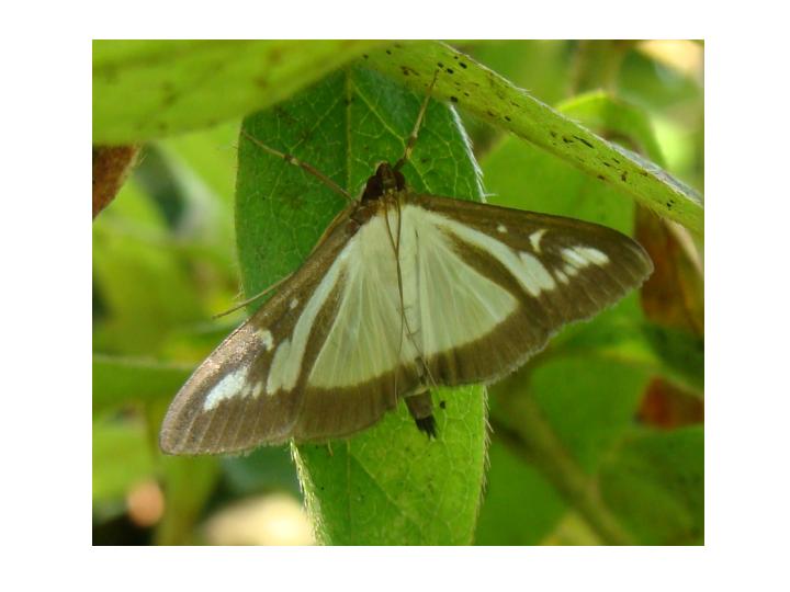 eterottero, lepidotteri, odonati e imenotteri dal Giappone