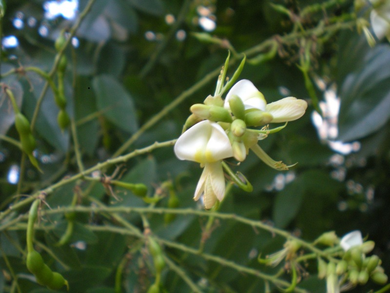 Styphnolobium japonicum