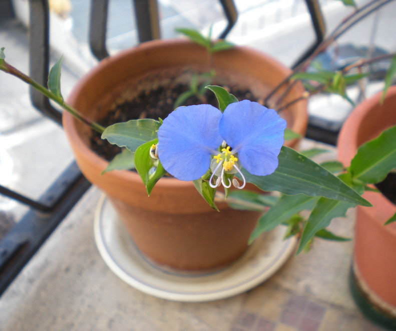 Commelina communis L.