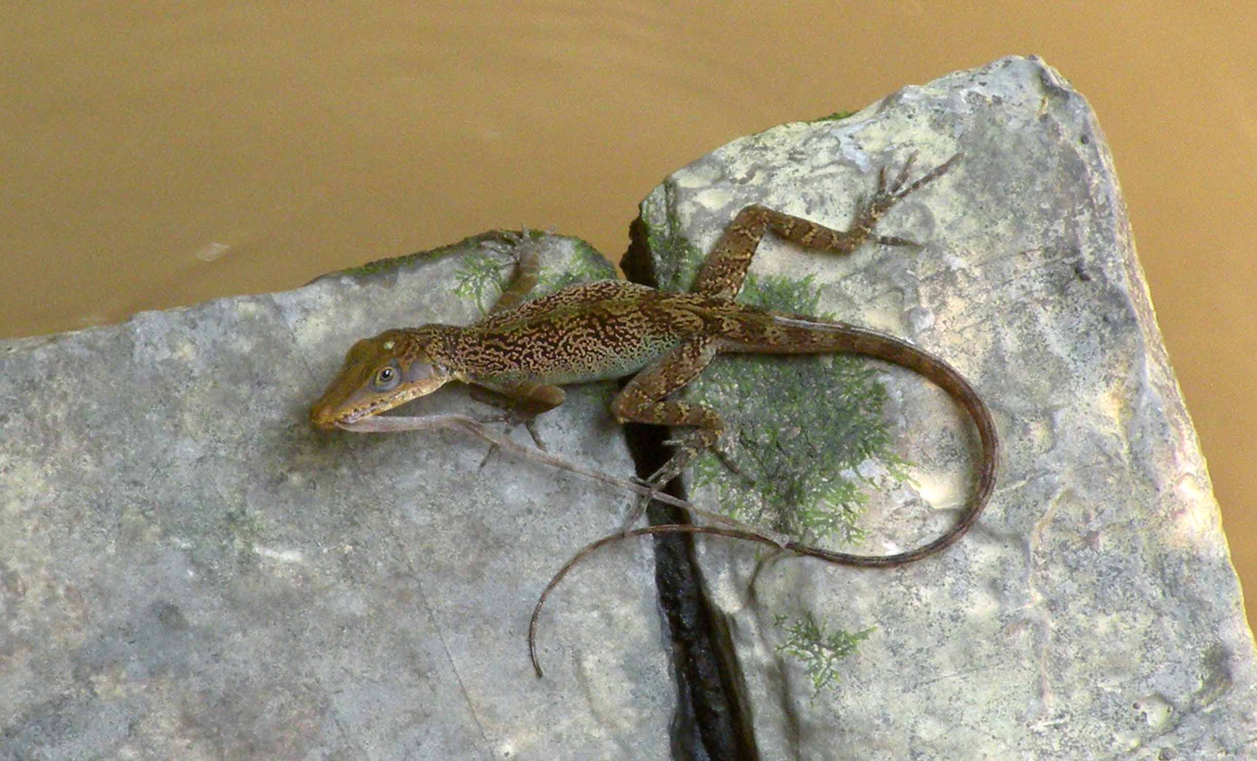 Rettili cubani: Anolis bartschi?