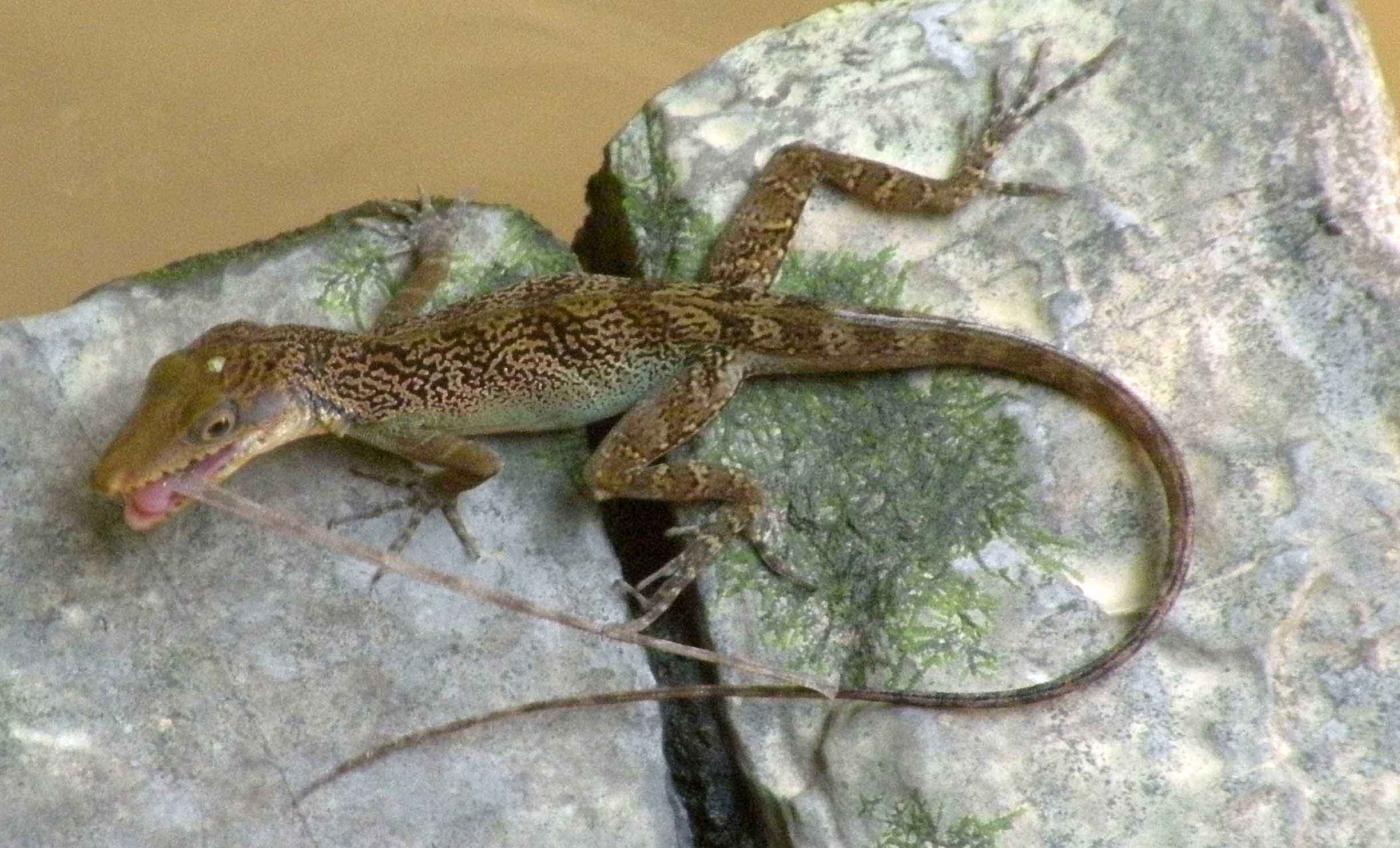 Rettili cubani: Anolis bartschi?