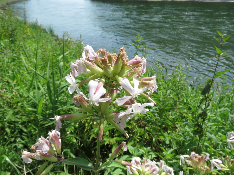 Saponaria officinalis presso l''impianto di Kelheim sul Danubio