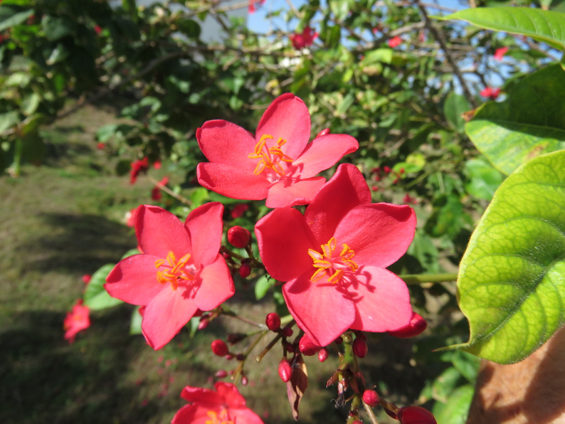 Jatropha integerrima (Euphorbiaceae)