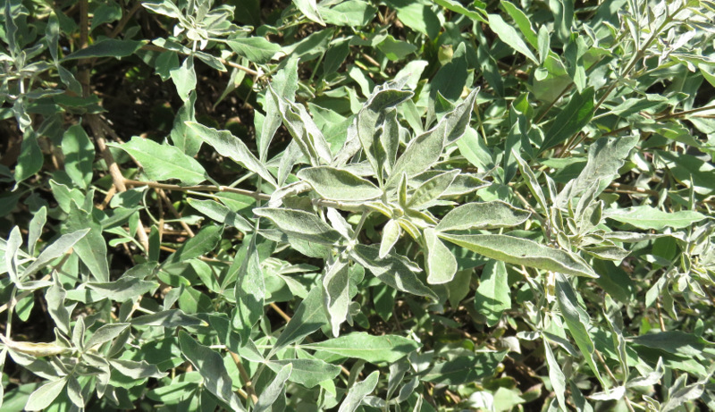 Dai Marsa Alam (Egitto): Vitex trifolia (Lamiaceae)