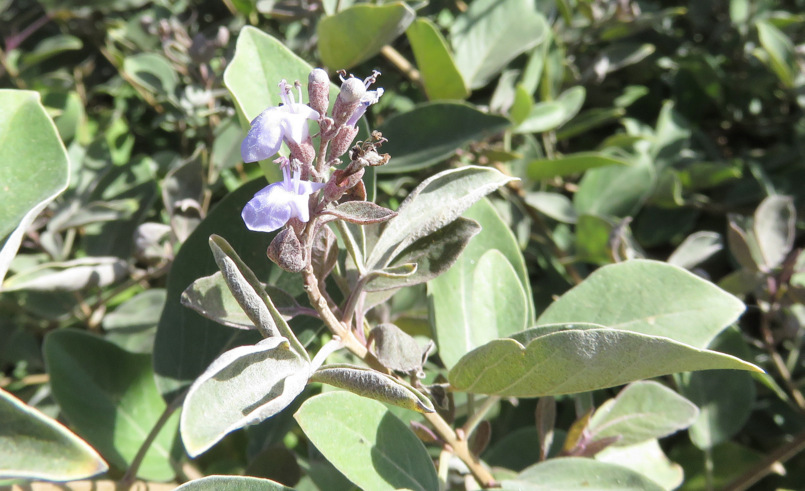 Dai Marsa Alam (Egitto): Vitex trifolia (Lamiaceae)