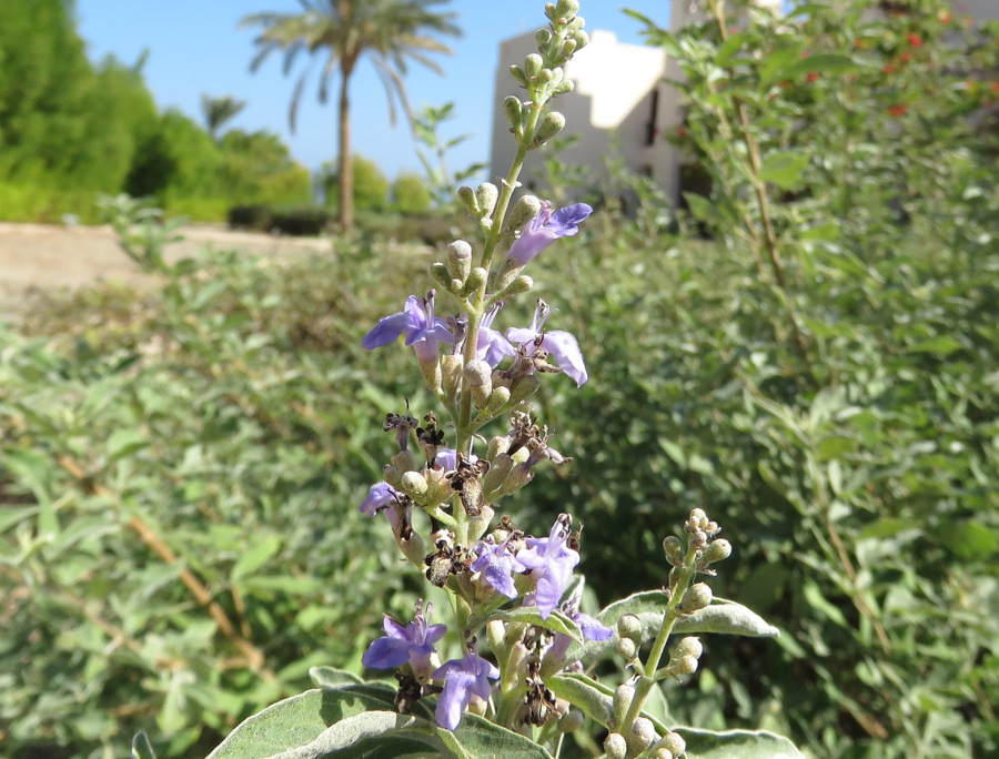 Dai Marsa Alam (Egitto): Vitex trifolia (Lamiaceae)