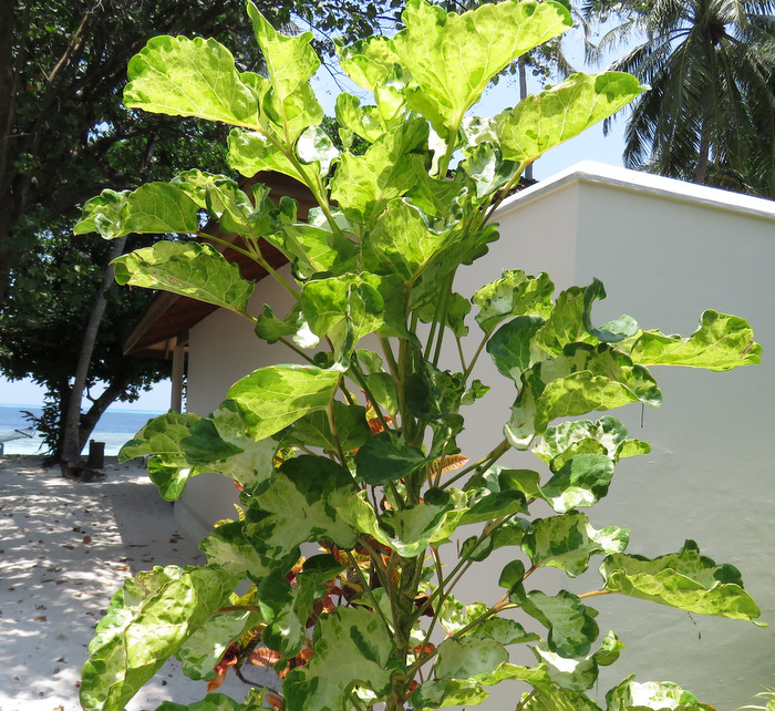 Polyscias balfouriana ''Pennockii''  (Araliaceae) -  Maldive