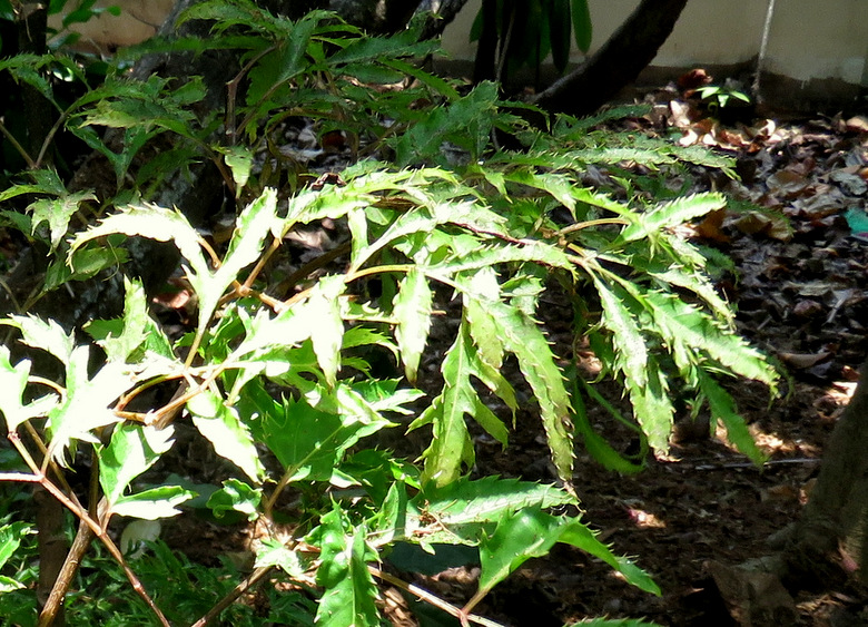 Polyscias fruticosa  (Araliaceae)    - Maldive