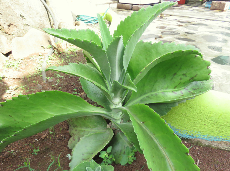 Crassulaceae da Galapagos:  Bryophyllum gastonis-bonnieri