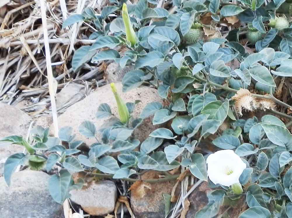 Datura  inoxia Mill. (Solanaceae)  Namibia