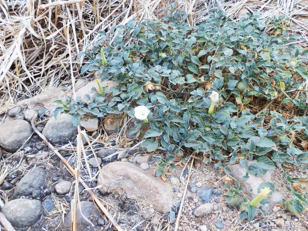 Datura  inoxia Mill. (Solanaceae)  Namibia