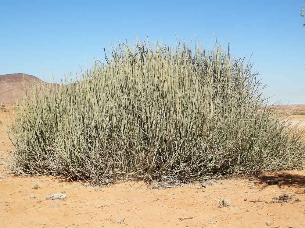 Euphorbia - Namibia