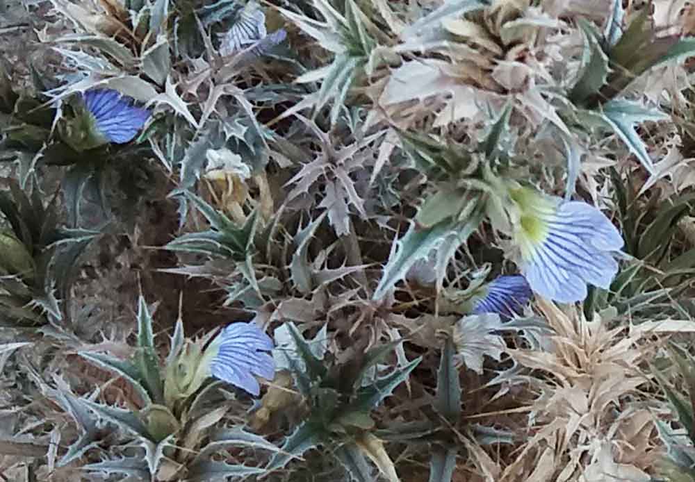 Blepharis cfr. obmitrata ( Acanthaceae)  -  Namibia