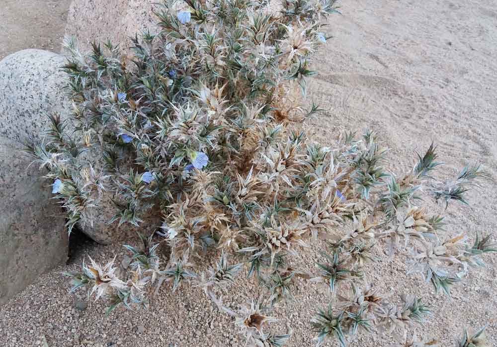 Blepharis cfr. obmitrata ( Acanthaceae)  -  Namibia