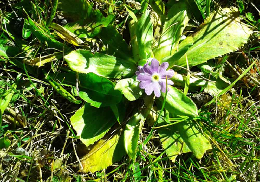 Primula nivalis (Primulaceae) - Mongolia