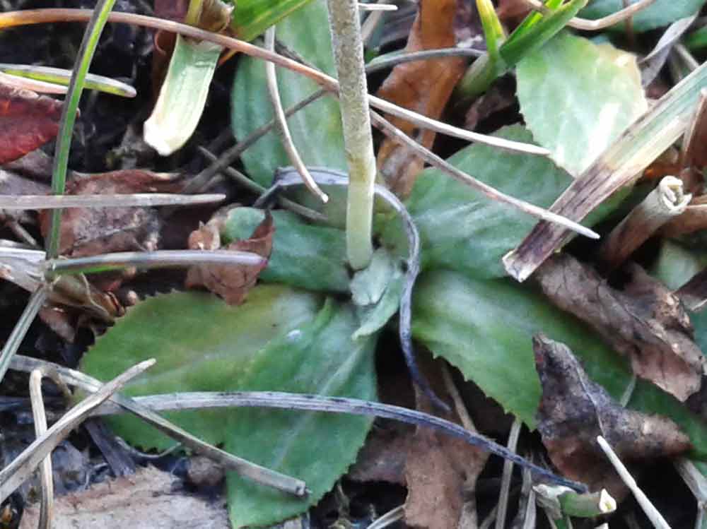 Primula nivalis (Primulaceae) - Mongolia