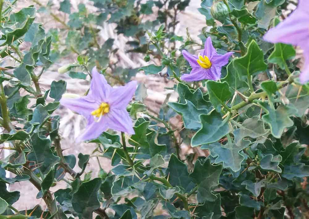 Solanacea: Solanum rigescentoides -  Namibia