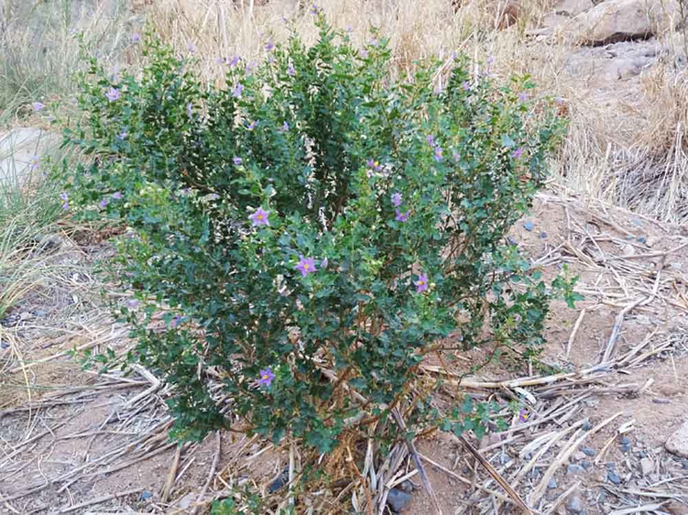 Solanacea: Solanum rigescentoides -  Namibia