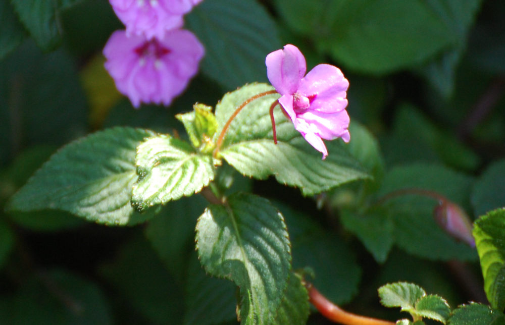 dal Sud Africa: Impatiens sylvicola (Balsaminaceae)