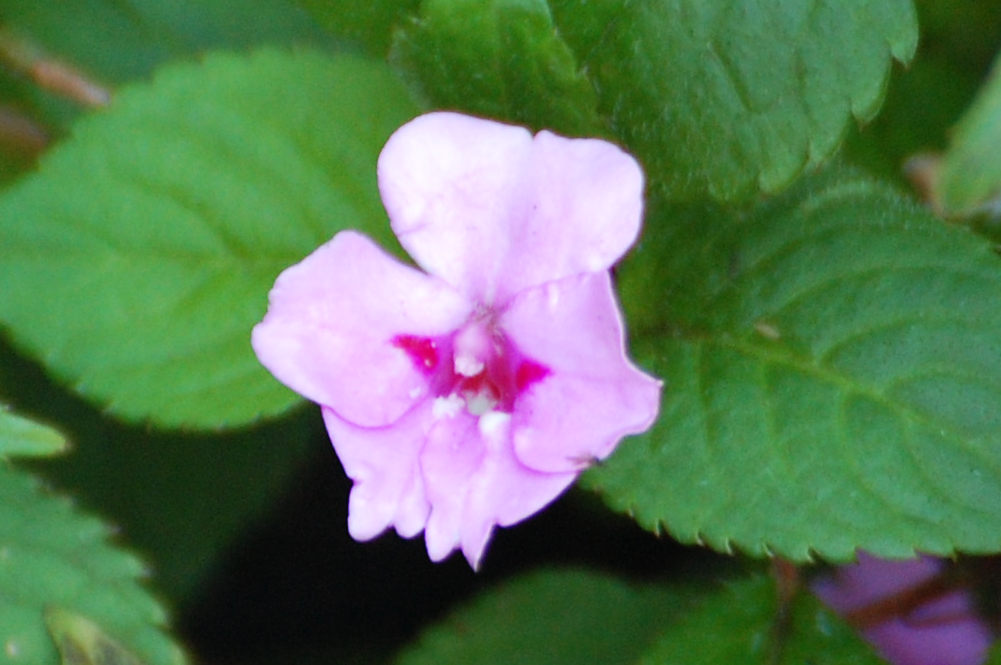 dal Sud Africa: Impatiens sylvicola (Balsaminaceae)