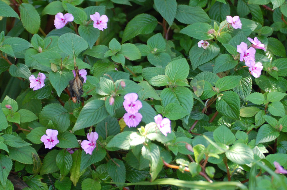 dal Sud Africa: Impatiens sylvicola (Balsaminaceae)