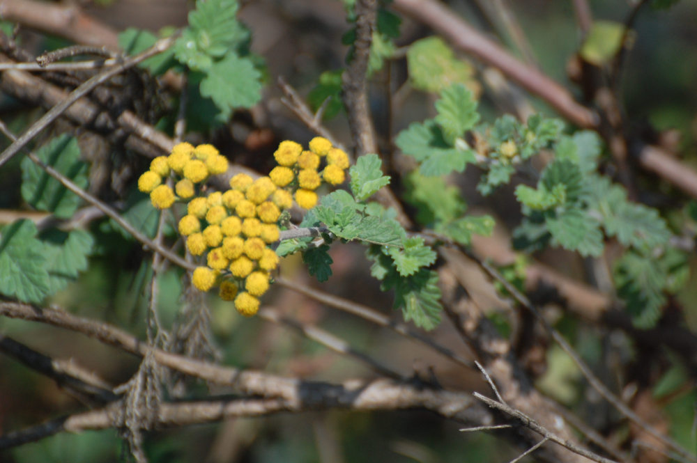 dal Sud Africa: Nidorella sp. (Asteraceae)