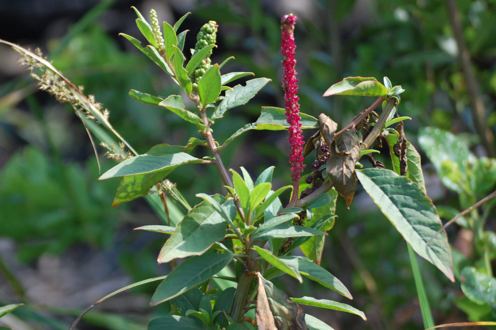 dal Sud Africa: Phytolacca octandra