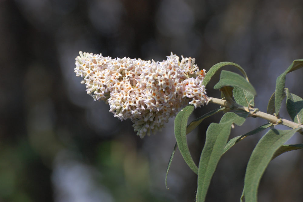 dal Sud Africa: Buddleja salviifolia