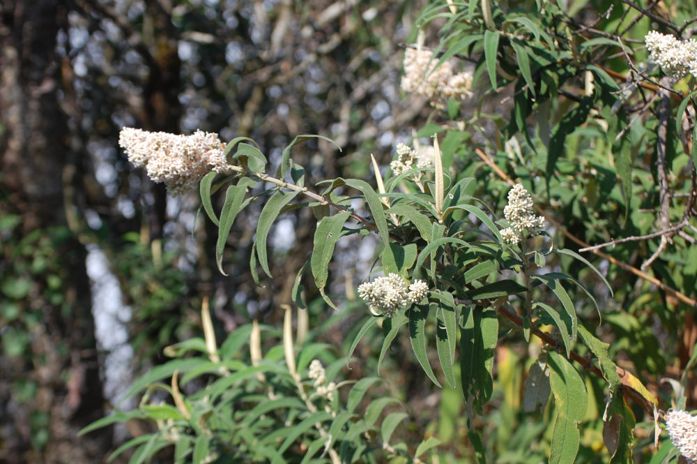 dal Sud Africa: Buddleja salviifolia