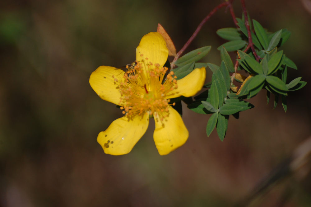 dal Sud Africa: Hypericum revolutum