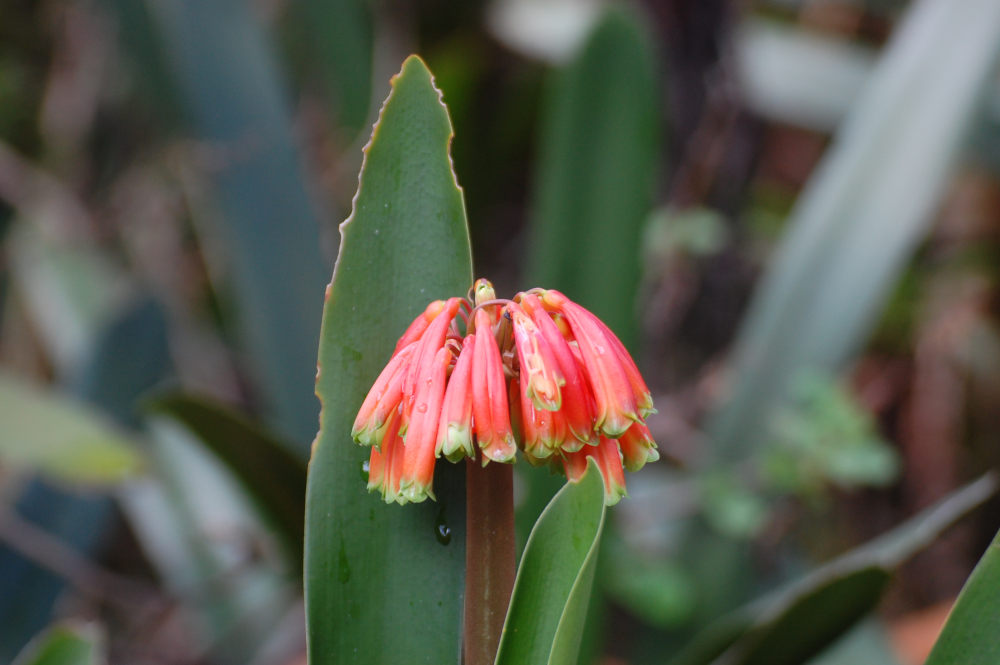 dal Sud Africa: Clivia caulescens