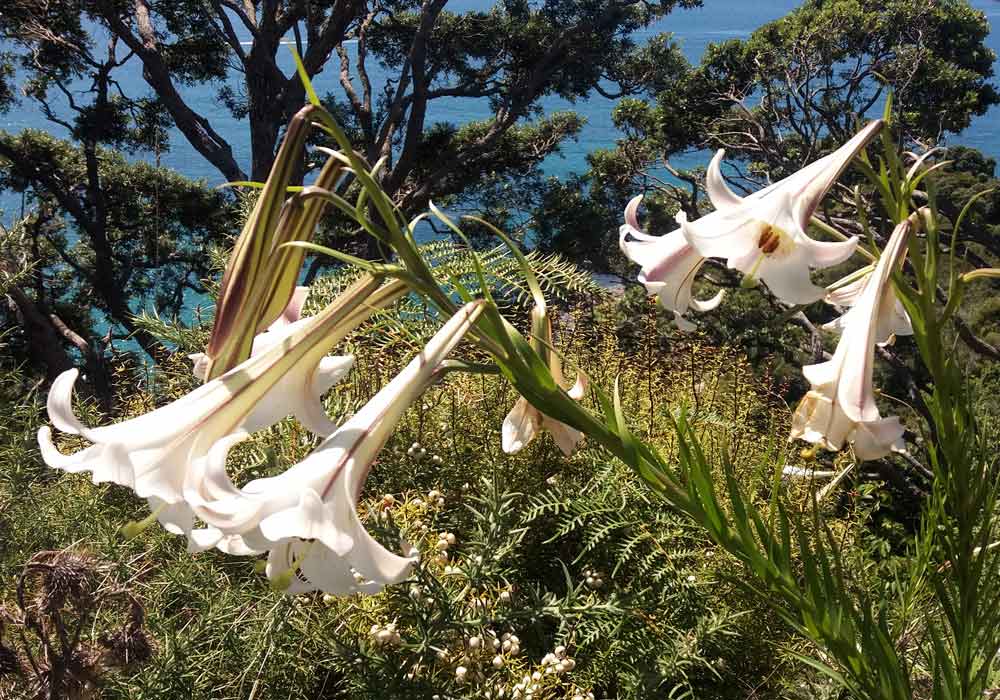 Gigli - Nuova Zelanda:   Lilium formosanum