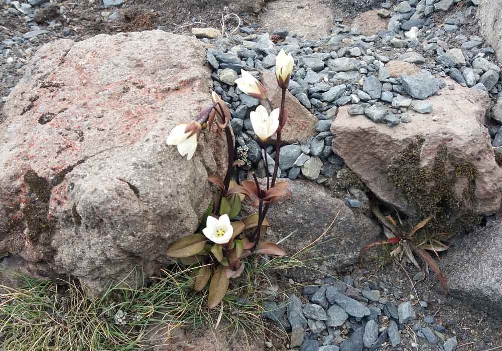 Gentianella bellidifolia - Nuova Zelanda